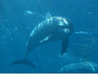 イルカ正面.jpg